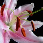 lily pistil