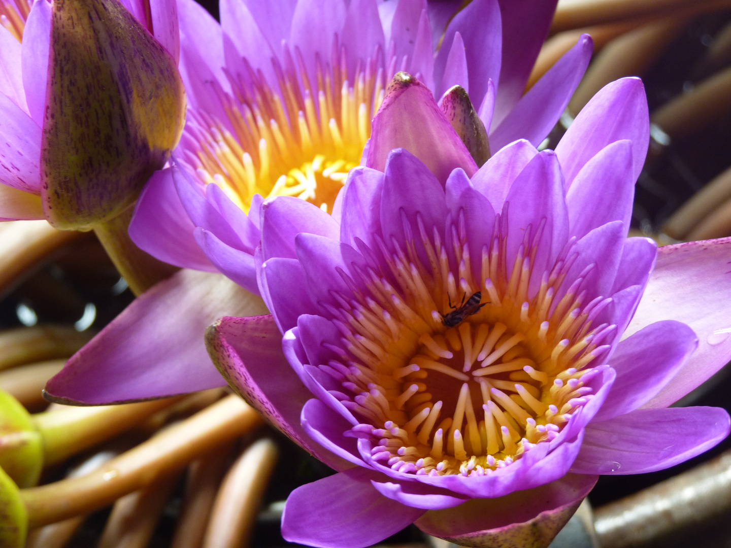 Lily pond flower