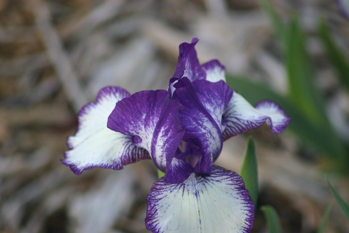 Lily purple