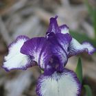 Lily purple