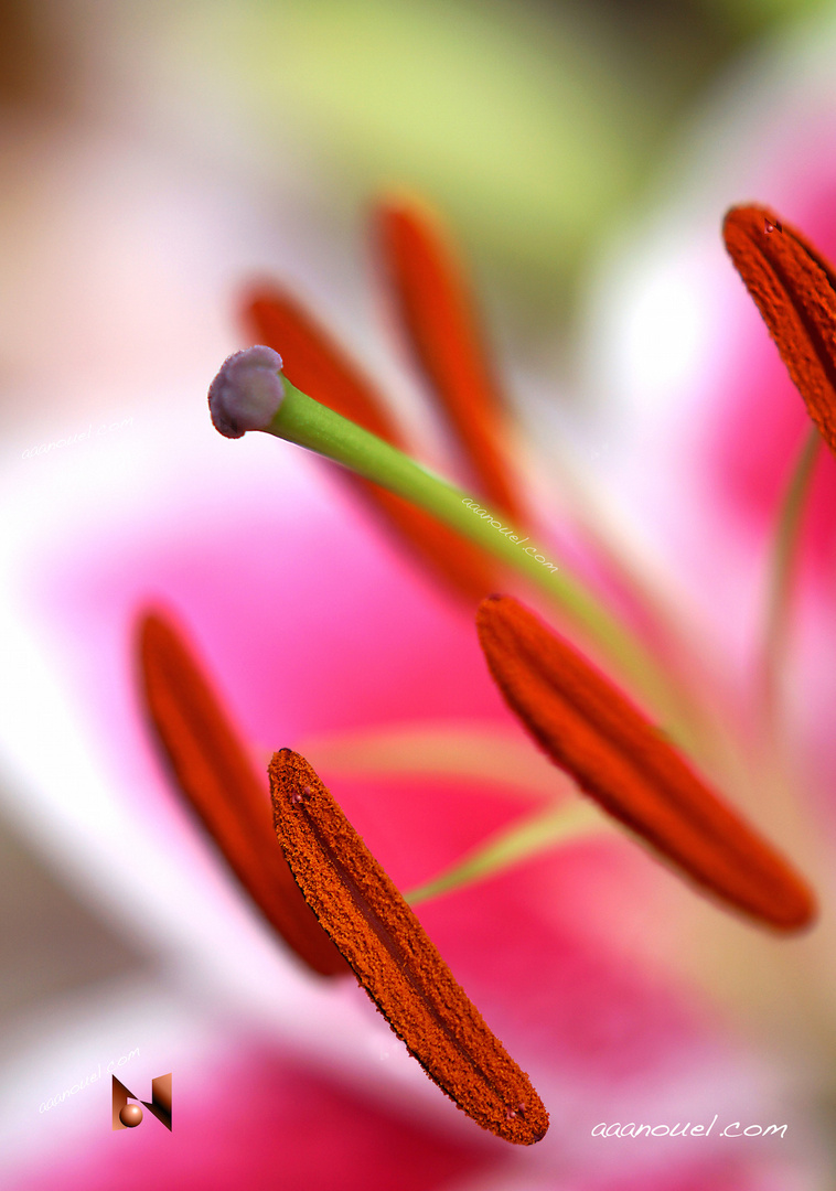 Lily stamen detail