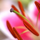 Lily stamen detail