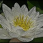 lily- white