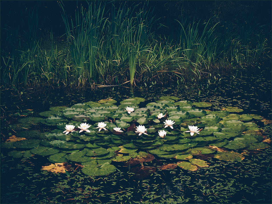 LilyPond