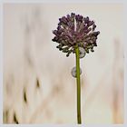 Limaçons méditerranéens sur fleur d'ail....