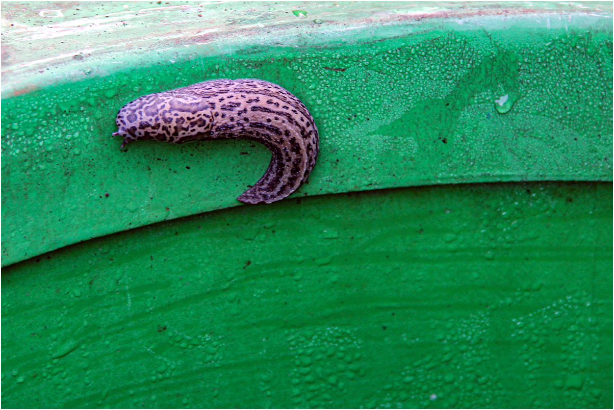 Limax Maximus 