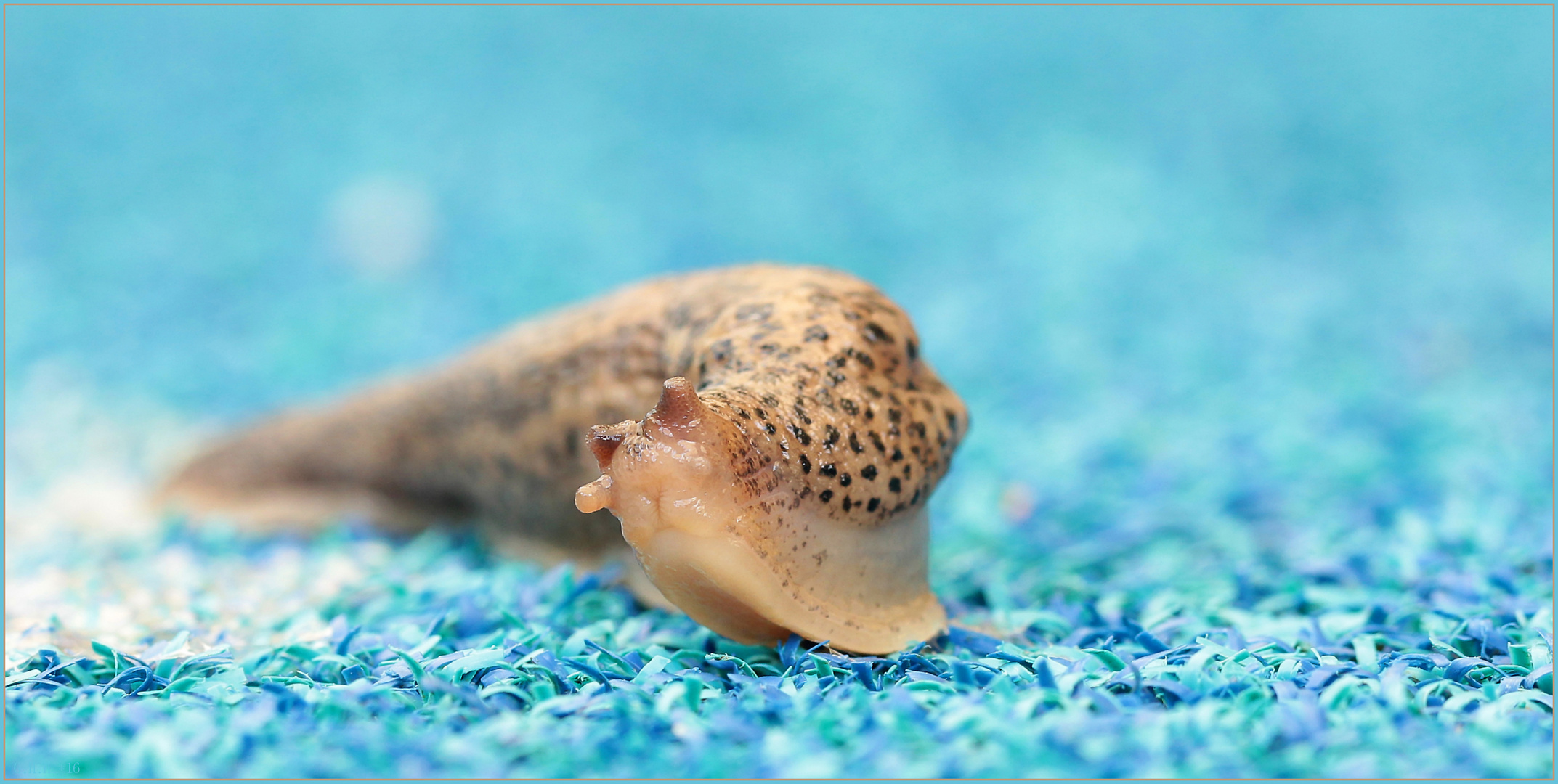 ***   LIMAX MAXIMUS   ***