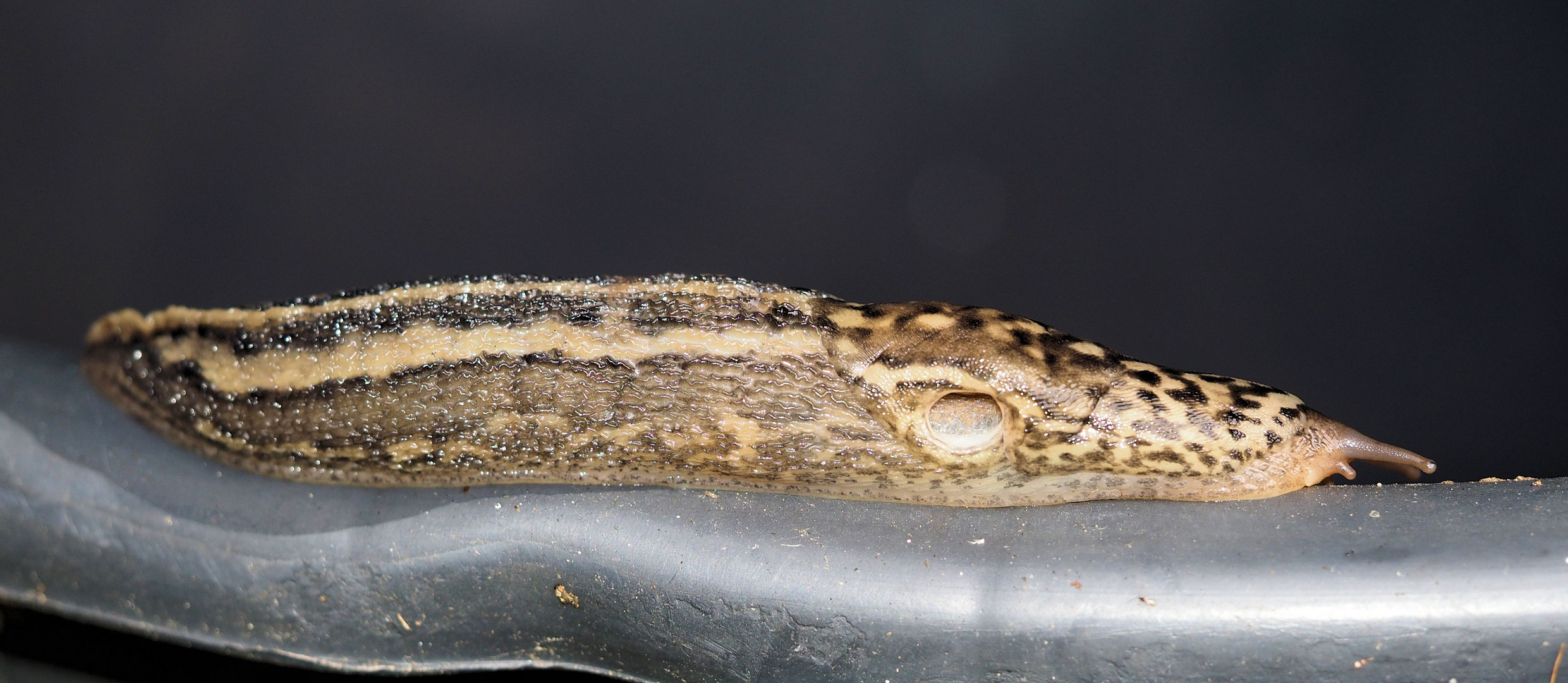 Limax maximus