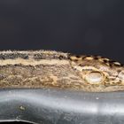 Limax maximus