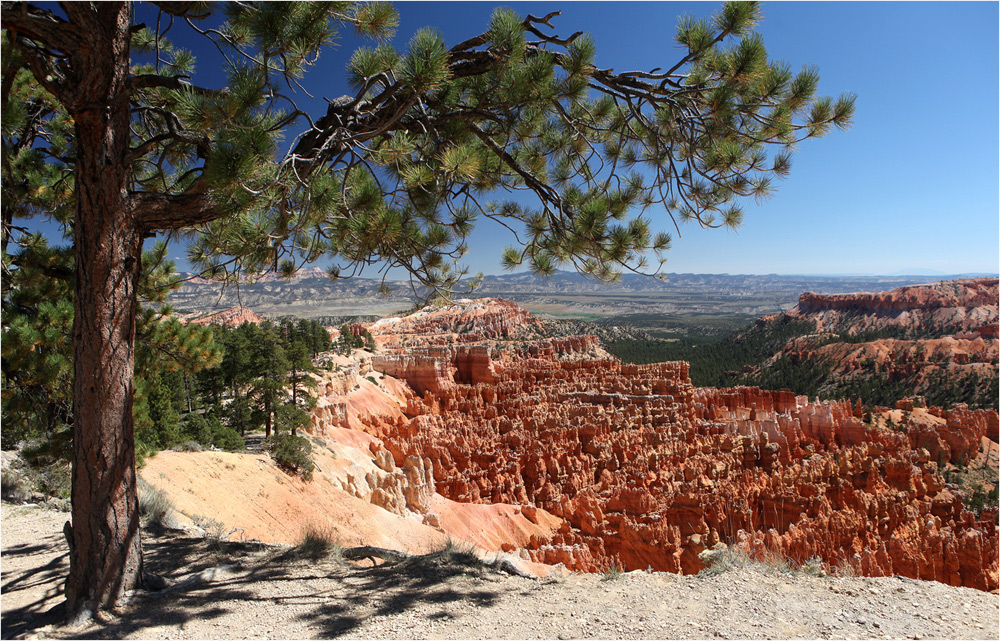 Limber Pine at Bryce Canyon