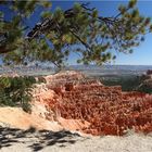 Limber Pine at Bryce Canyon