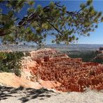 Limber Pine at Bryce Canyon