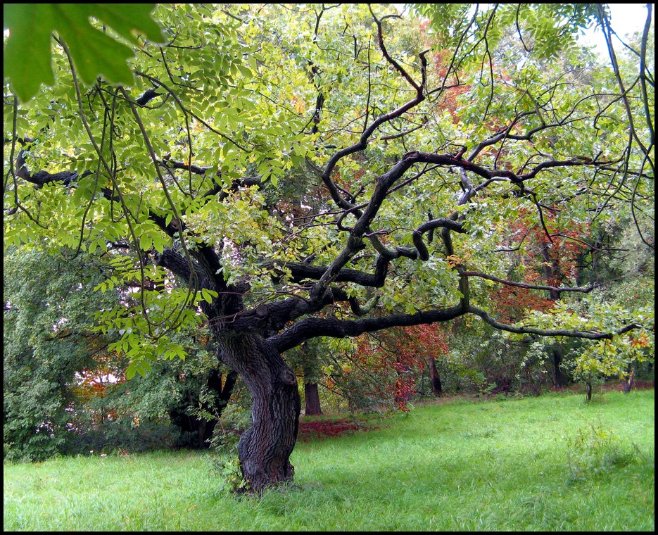 limbotanzender baum