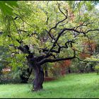 limbotanzender baum