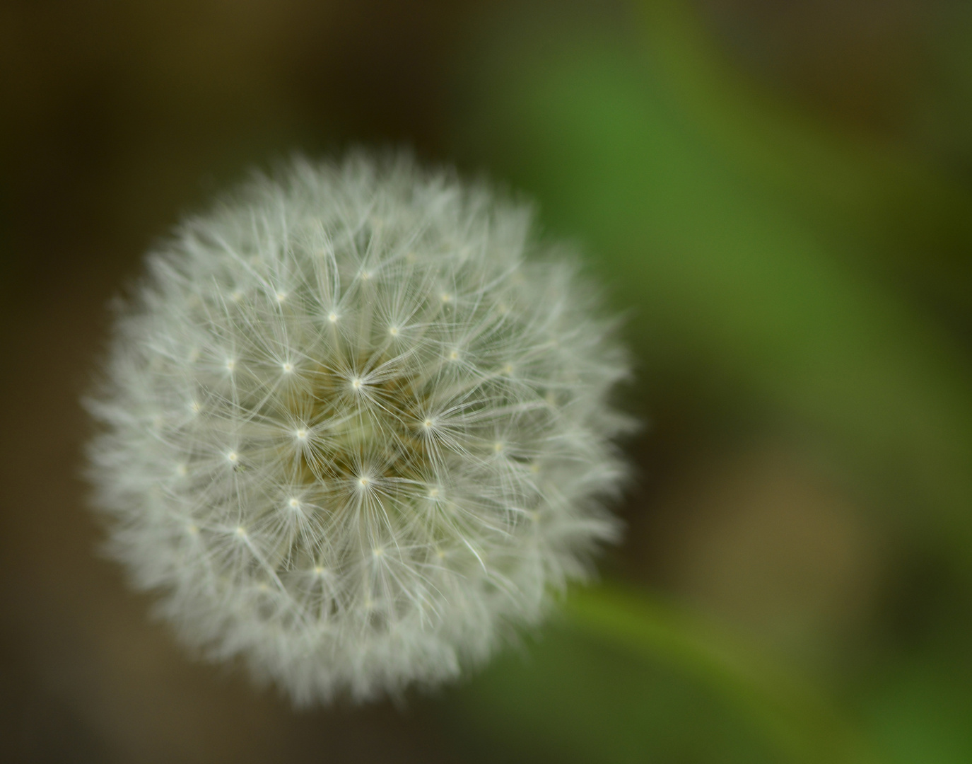 Limb_Pusteblume