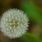 Limb_Pusteblume