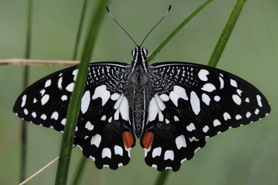 lime butterfly