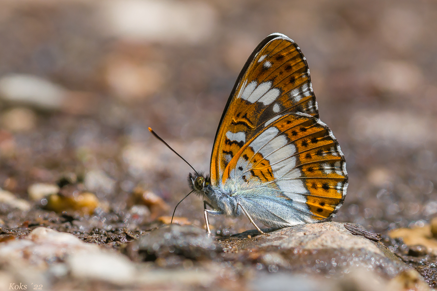 Limenitis camilla