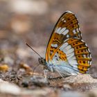 Limenitis camilla