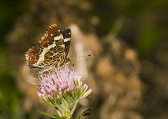 Limenitis camilla