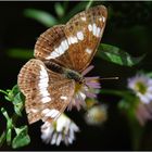 Limenitis camilla