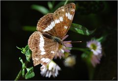 Limenitis camilla