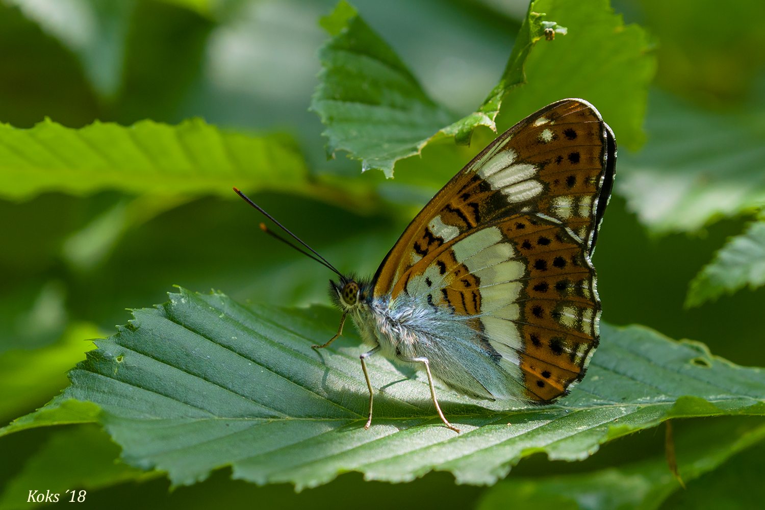 Limenitis camilla