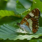 Limenitis camilla