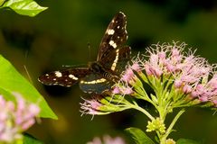 Limenitis camilla.....