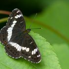 Limenitis camilla