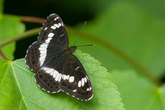 Limenitis camilla