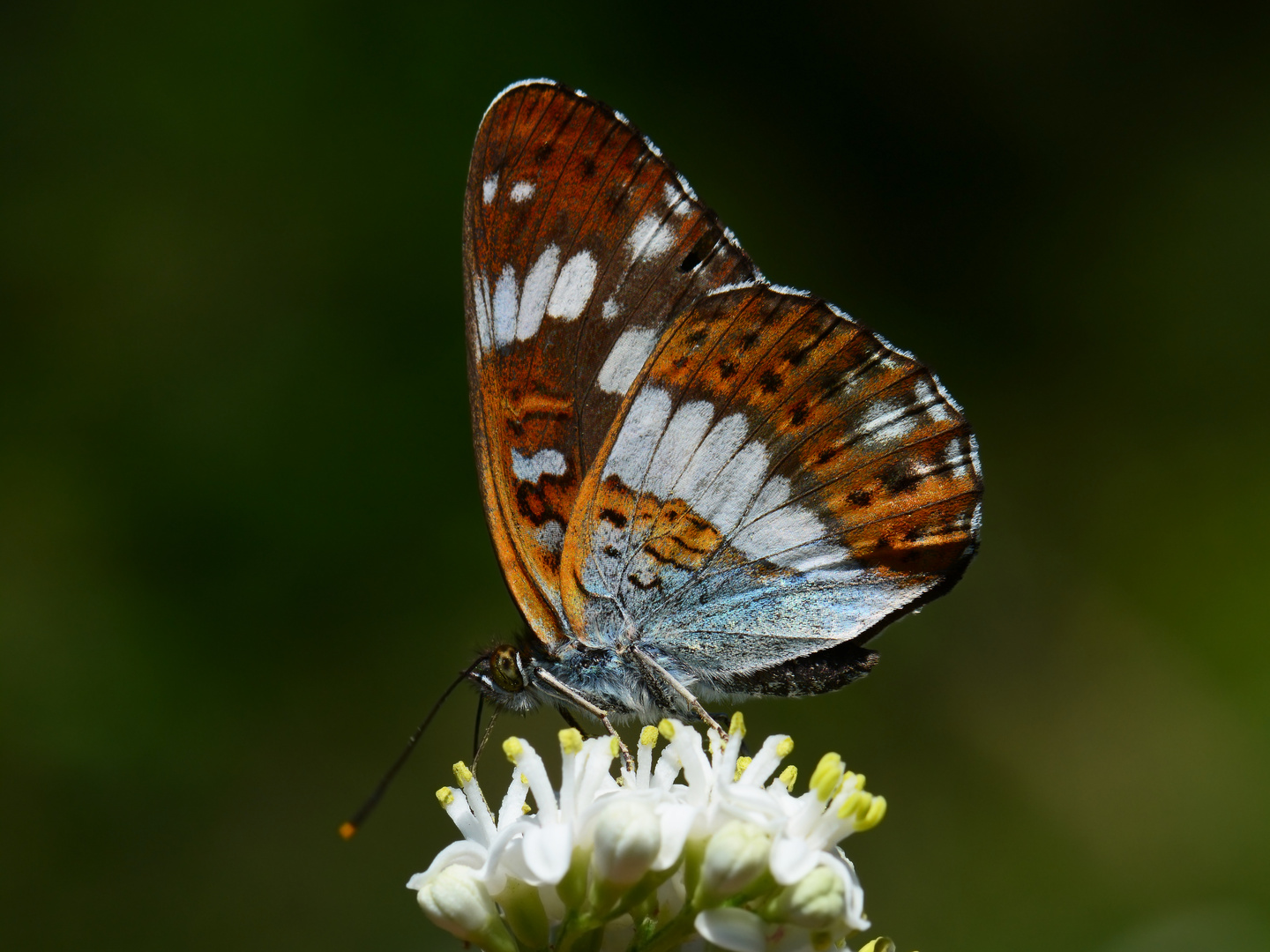 Limenitis camilla » White Admiral