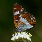 Limenitis camilla » White Admiral