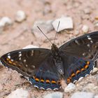 Limenitis populi