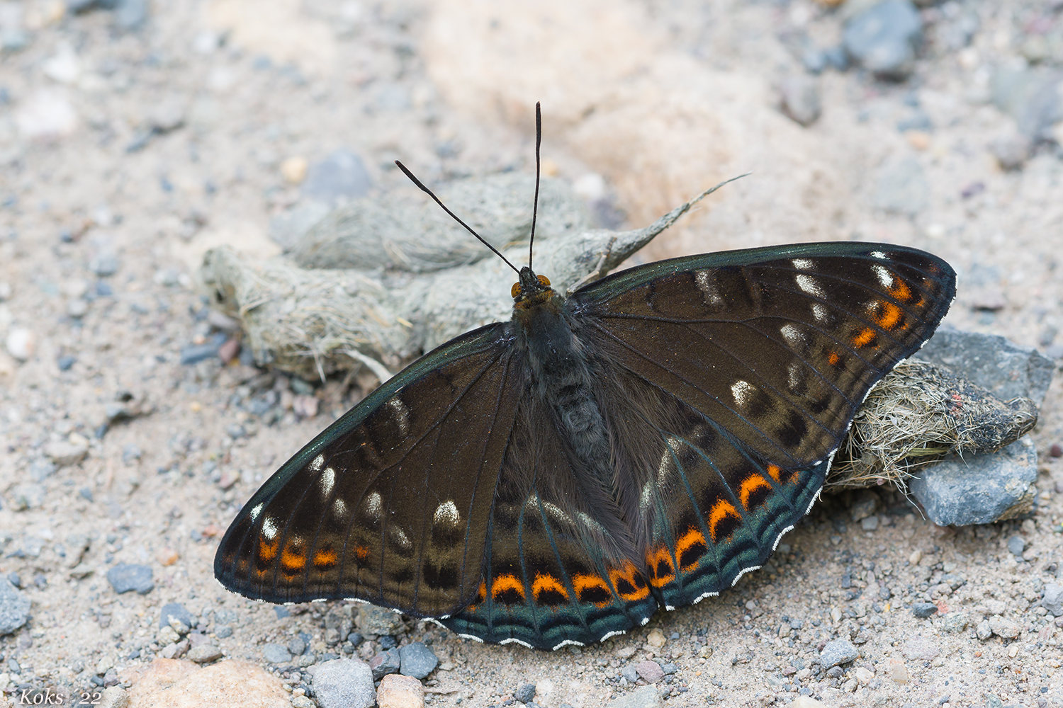 Limenitis populi