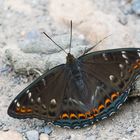 Limenitis populi