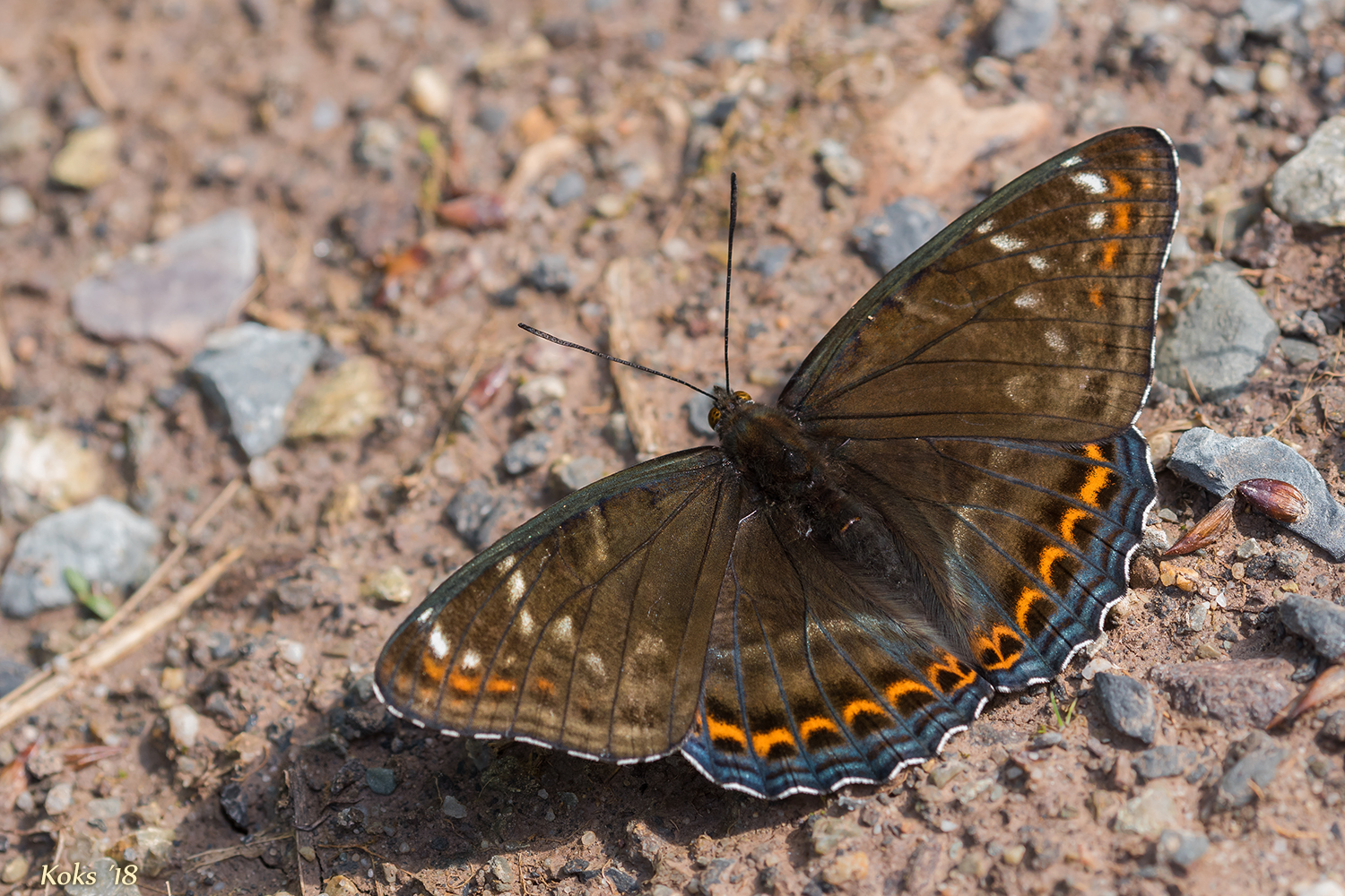 Limenitis populi