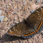 Limenitis populi