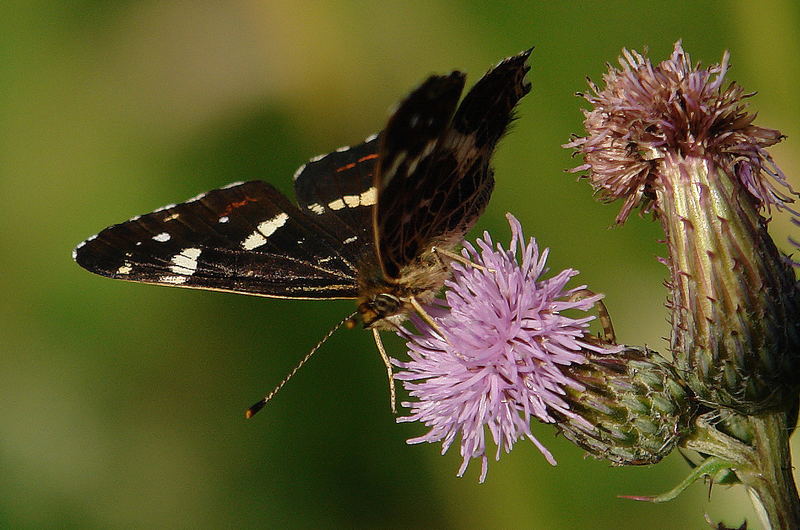 Limenitis populi - Großer Eisvogel