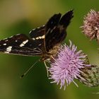 Limenitis populi - Großer Eisvogel