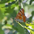 Limenitis populi-Großer Eisvogel