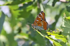 Limenitis populi-Großer Eisvogel