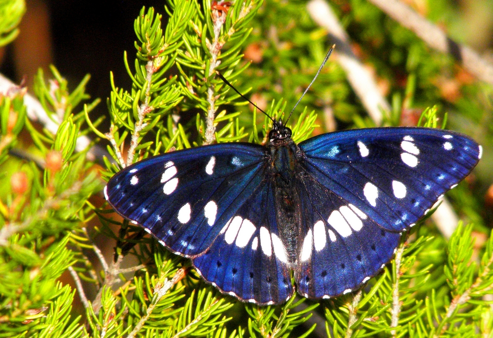 Limenitis reducta