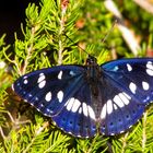 Limenitis reducta