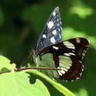 Limenitis reducta