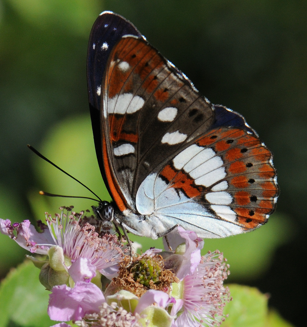 Limenitis reducta