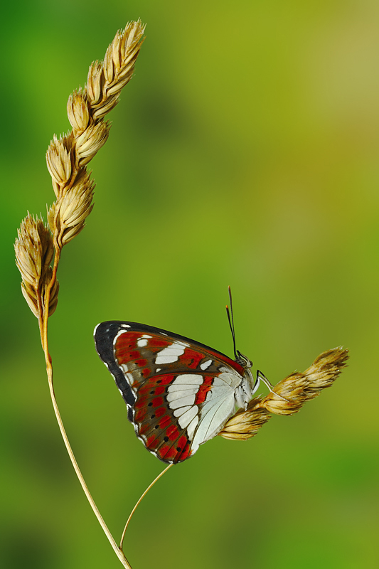 Limenitis reducta di Marco Lascialfari 