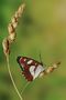 Limenitis reducta di Marco Lascialfari 