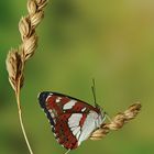 Limenitis reducta