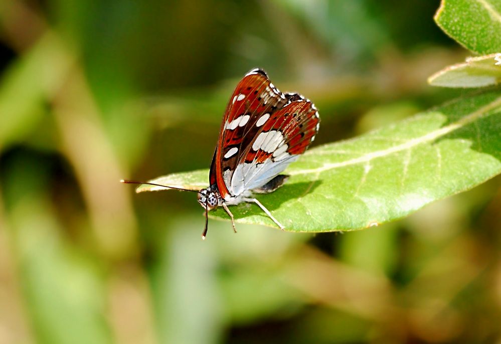 Limenitis reducta